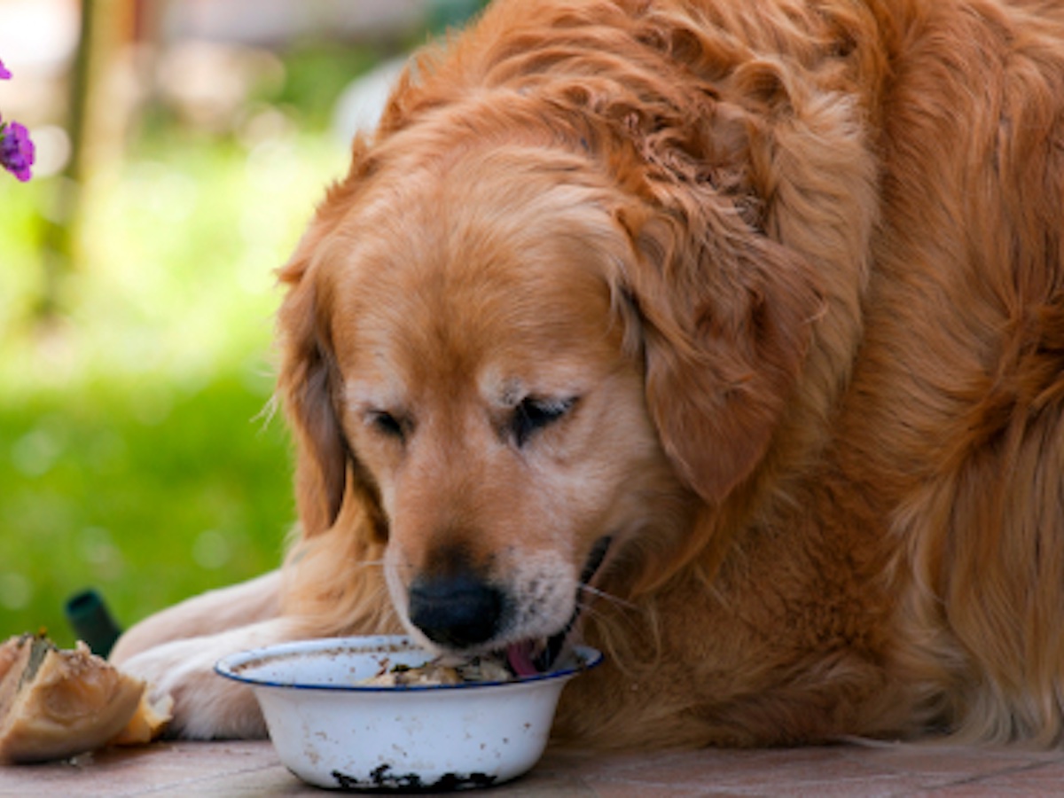 Golden Retriever acima do peso