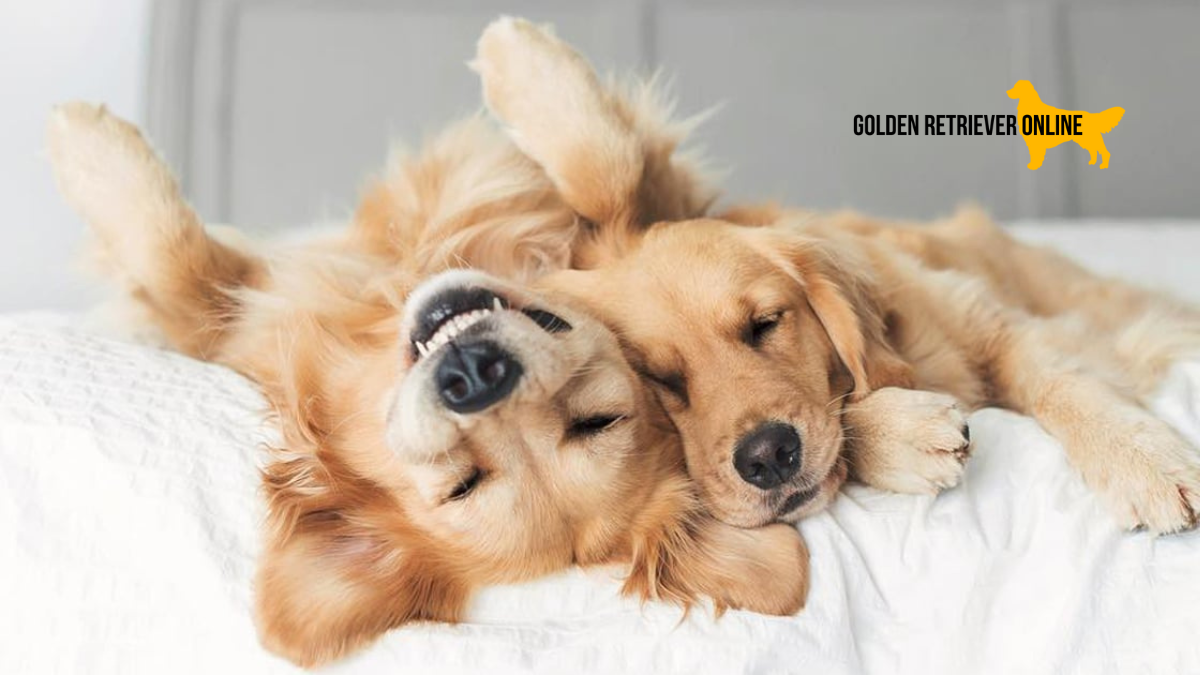 Dois Golden Retrievers deitados na cama, um parece estar sorrindo