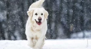 Golden Retriever branco, andando na neve