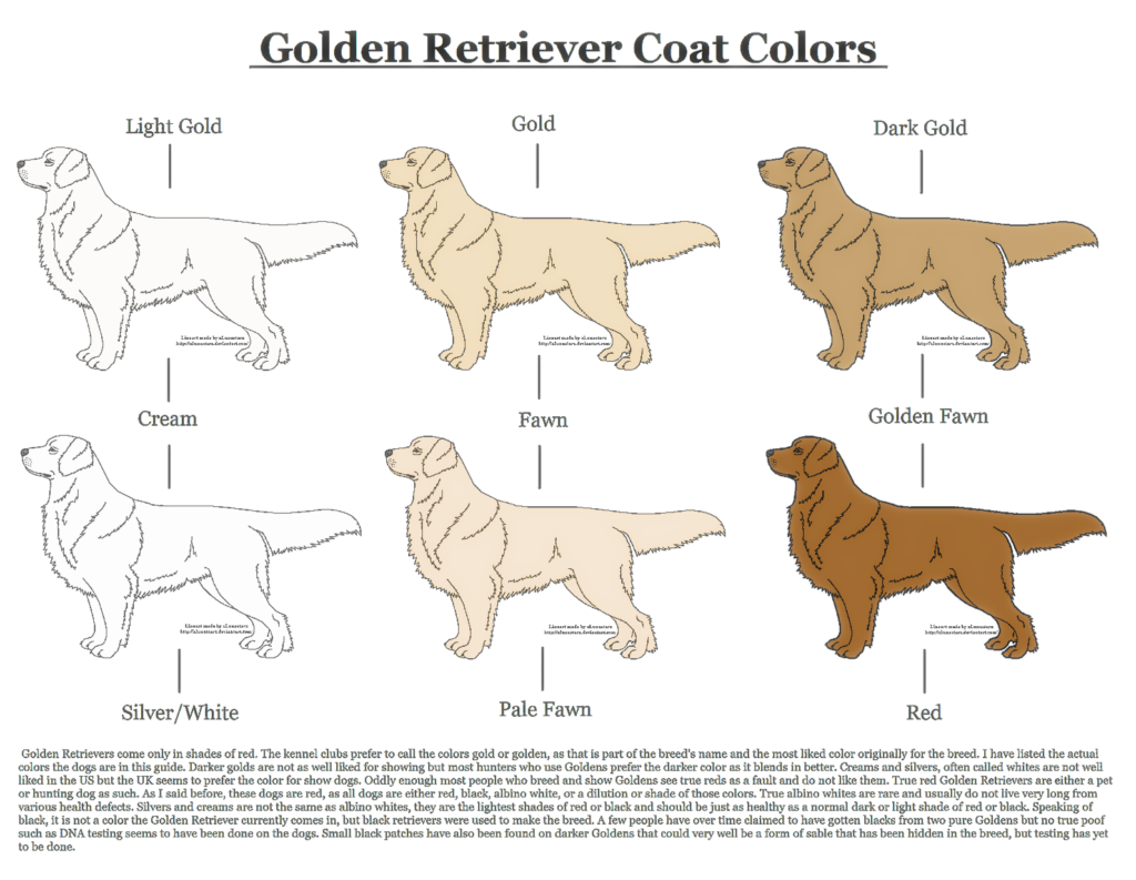 Cores do Golden Retriever: conheça os tons da raça