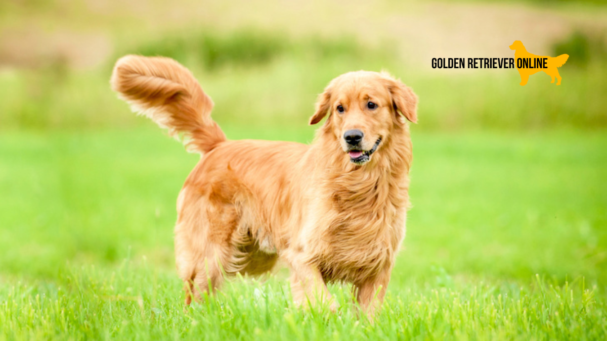 Golden Retriever em pé em um gramado, com pelos ao vento