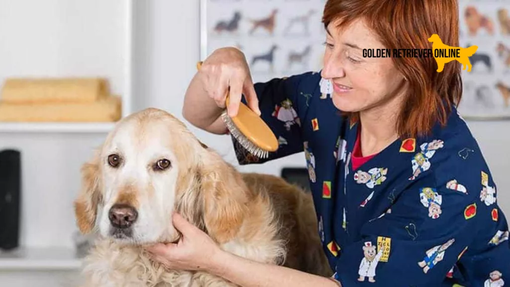 Moça em pet shop escovando um Golden idoso