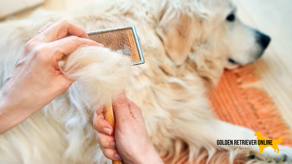 Escova cheia de pelos de golden retriever com o cachorro ao fundo