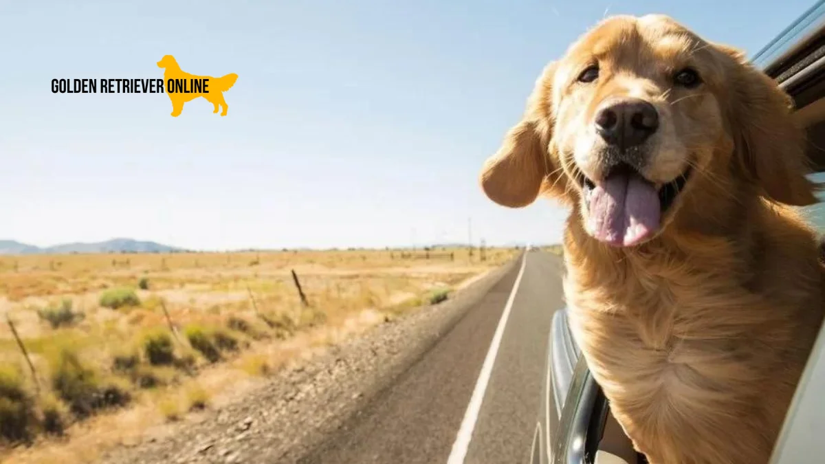 Golden Retriever feliz viajando com a cabeça para fora do carro