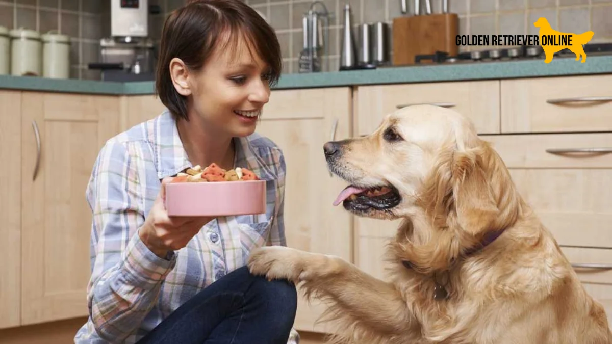 Mulher agachada oferecendo ração para um Golden Retriever