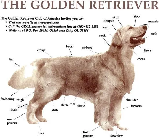 Anatomia do Golden Retriever