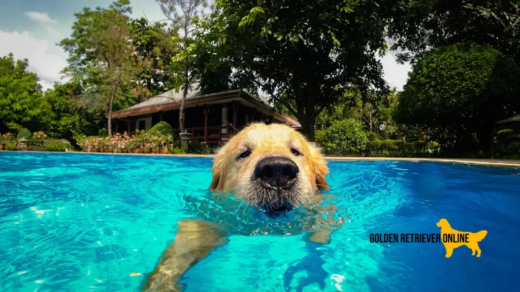 Golden Retriever praticando natação