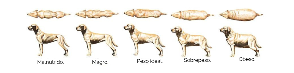 Imagem sobre como avaliar sobrepeso em cachorro, de malnutrido a obeso